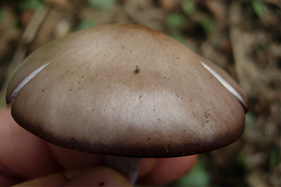 Funghi dal mio giardino (Phellinus punctatus)